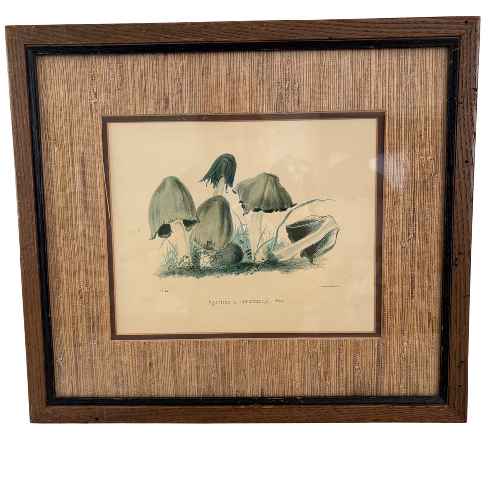 VTG Agaricus Atramentarius Mushroom Botanical Print Framed Grasscloth Mat